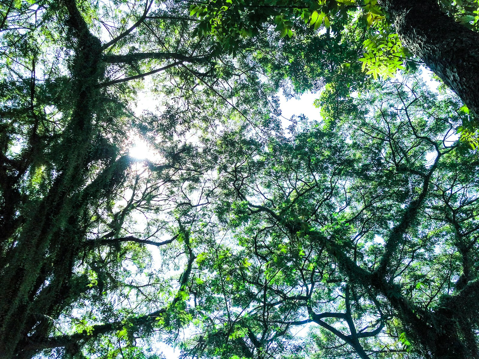 Dense tropical rainforest canopy, sunlight filtering through ancient trees, biodiversity, Sri Lanka