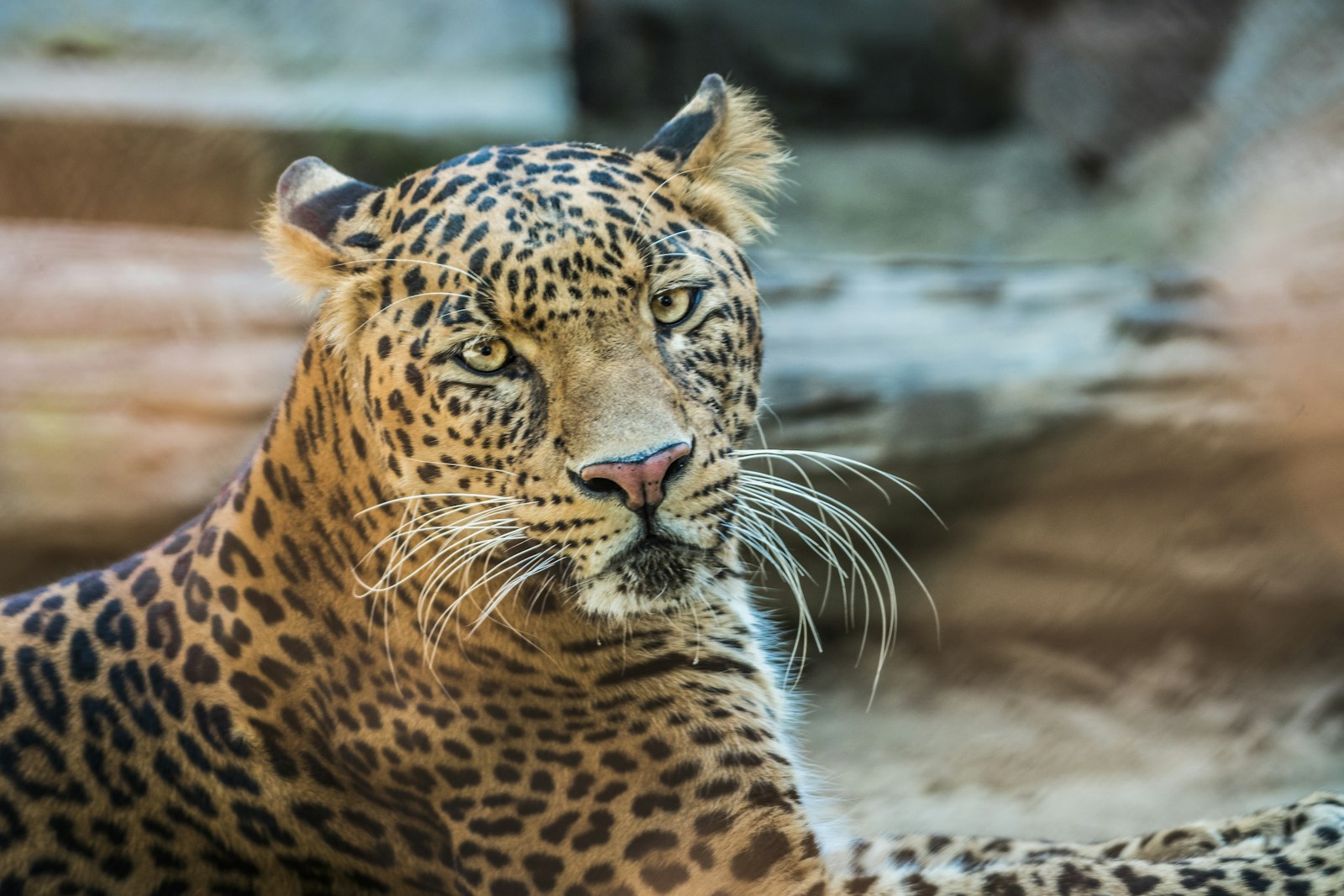 Leopard resting in natural habitat, intense amber eyes, spotted coat, wildlife safari, Yala National Park