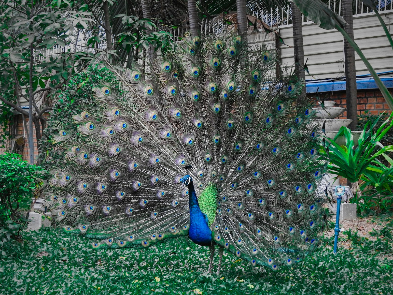Indian peacock displaying vibrant iridescent tail feathers, vivid blue green, Sri Lankan national park