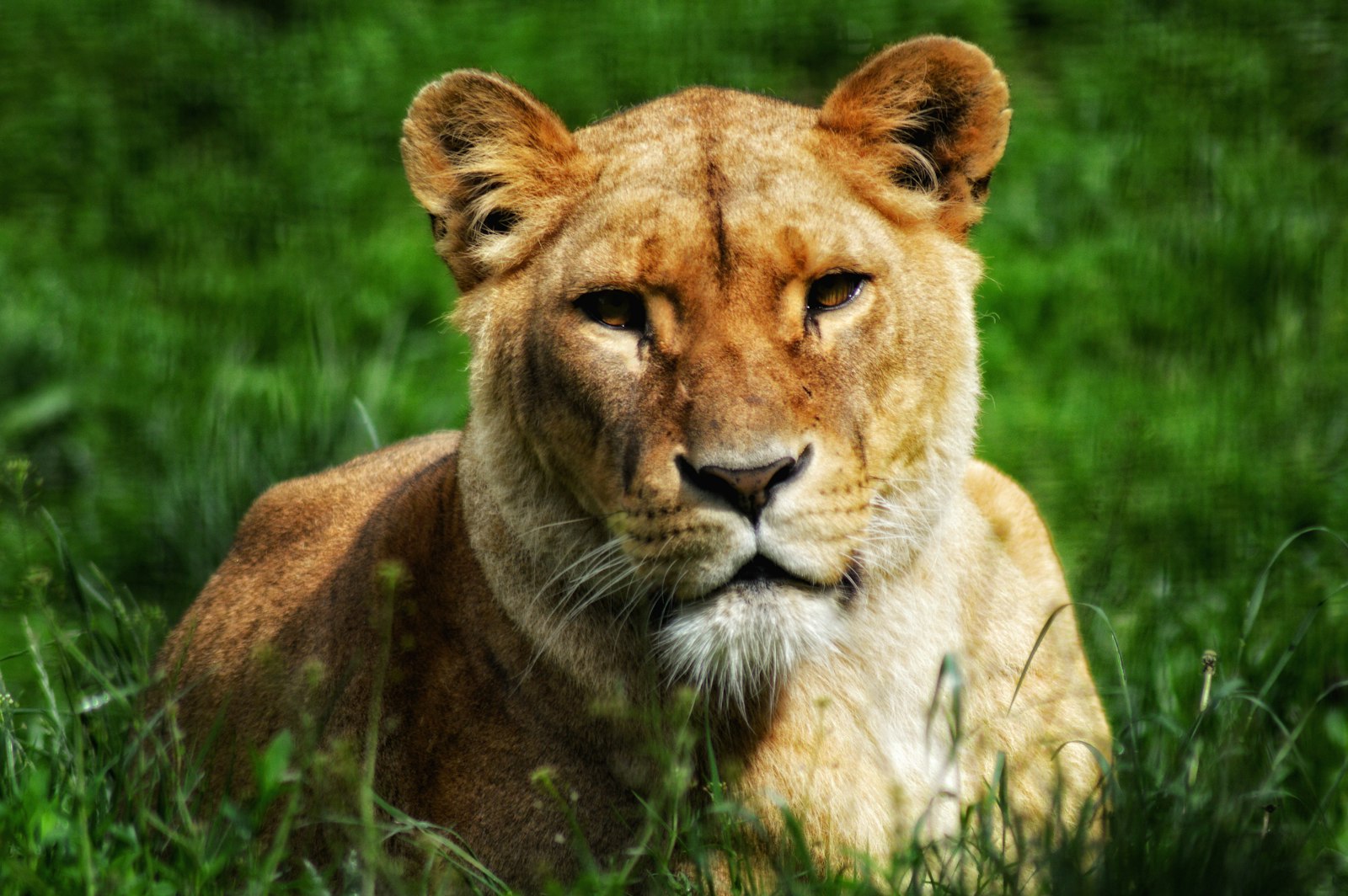 Sri Lankan leopard resting in golden grass at Yala, intense gaze, wildlife safari portrait