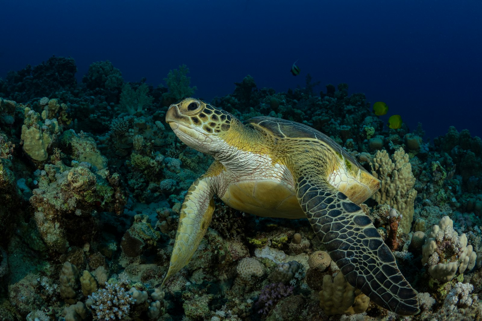 Green sea turtle swimming in clear turquoise ocean, underwater photography, coral reef, Sri Lanka coast