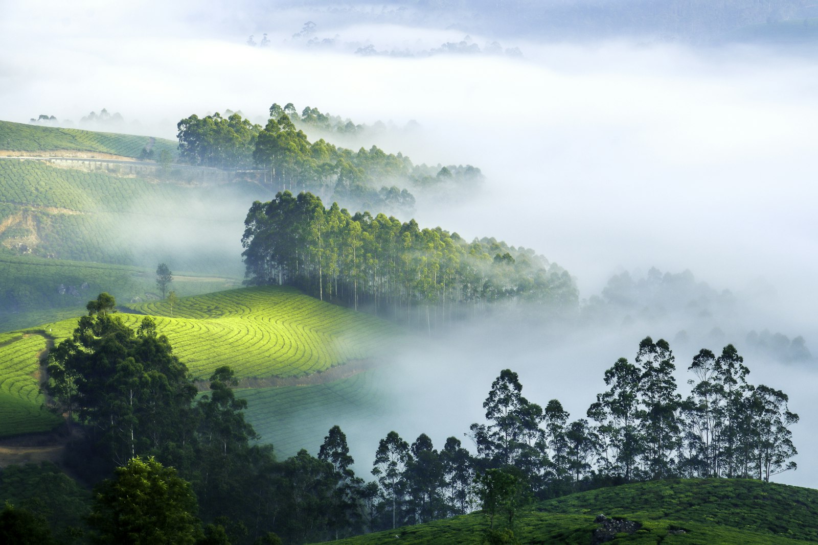 Misty Nuwara Eliya tea estate at dawn, rows of green tea bushes, mountains disappearing into fog