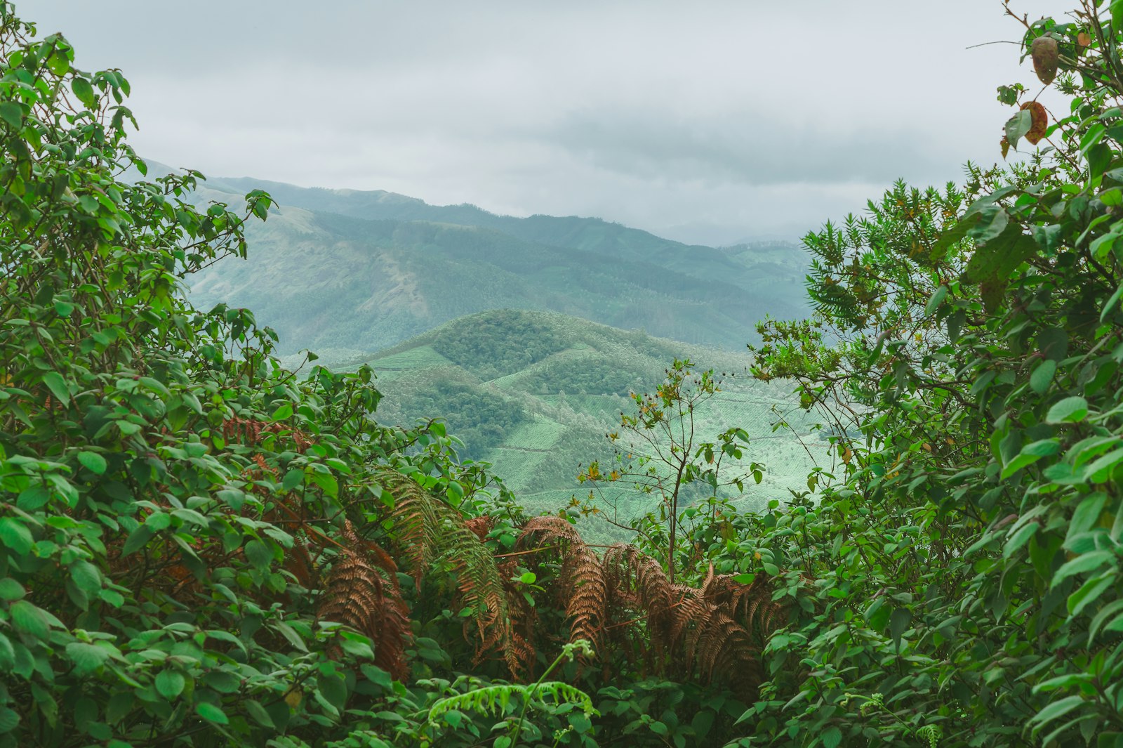 Horton Plains National Park Sri Lanka, misty highland plateau, dramatic landscape, green hills